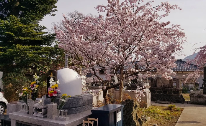 さくらの樹木葬のご案内